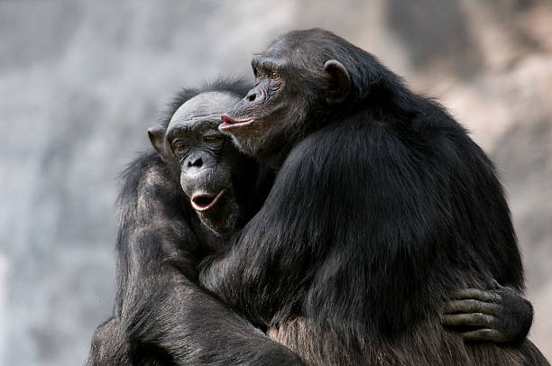 Chimpanzees Chimpanzees have an omnivorous diet & chimpanzee photos stock pictures, royalty-free photos & images
