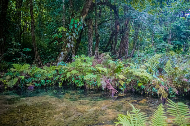 istock Source of water in pond under trees 1458501390