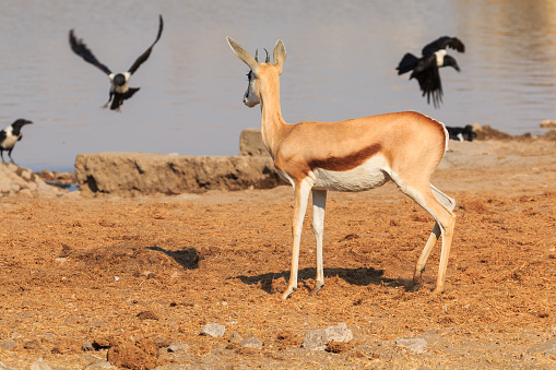 Springbok, medium-size antelope in natural habitat in Etosha National Park in Namibia. African wildlife. South Africa.