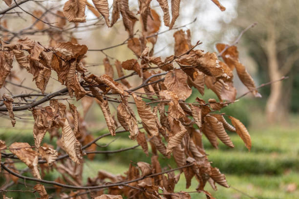 Withered leaves on a tree background stock photo