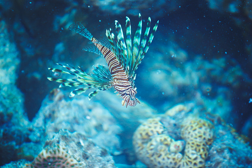 The poisonous Indian lionfish below the surface of the water on a Maldivian island
