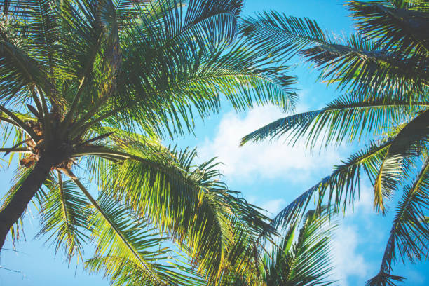 istock Palm leaves in evening sunlight on a tropical Island 1458502235