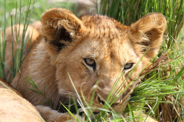 istock Portrait of a cute lion cub looking into camera 1458502309