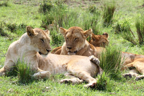 istock Three sleepy lionesses resting on green grass in bright daylight 1458502381