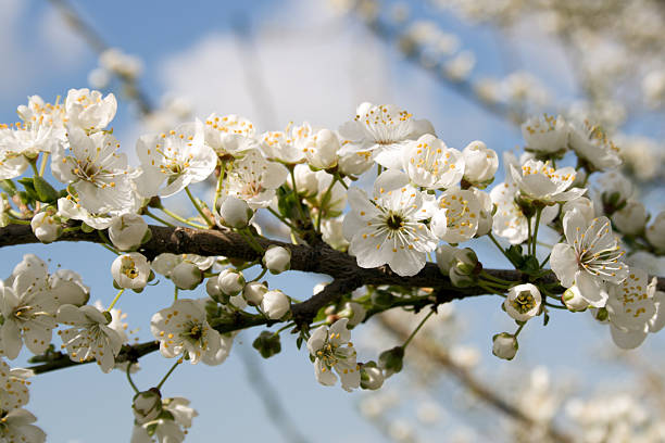 Blossoming tree stock photo