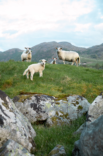 Sheeps on top of a mountain