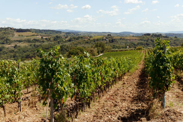 istock Tuscany Landscape with Vineyards at Sunset 1458504076