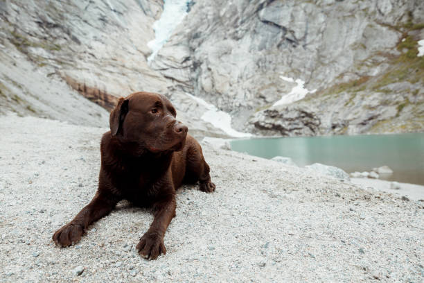 istock Dog enjoying view at Briksdal glacier 1458504112