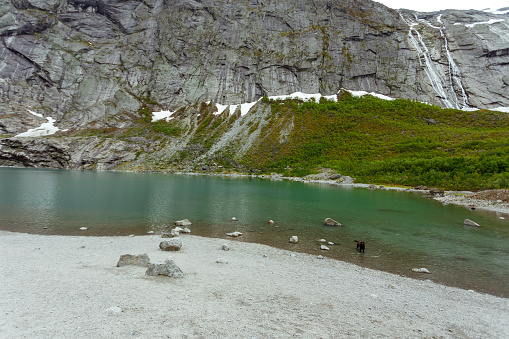 Labrador retriever dog swimming at Briksdal glacier