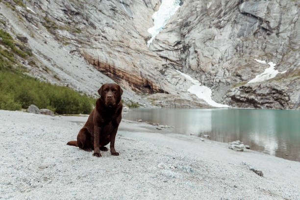 istock Dog enjoying view at Briksdal glacier 1458504325
