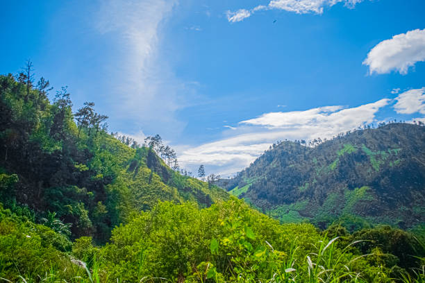 istock leaves of trees with mountains with clouds 1458505106