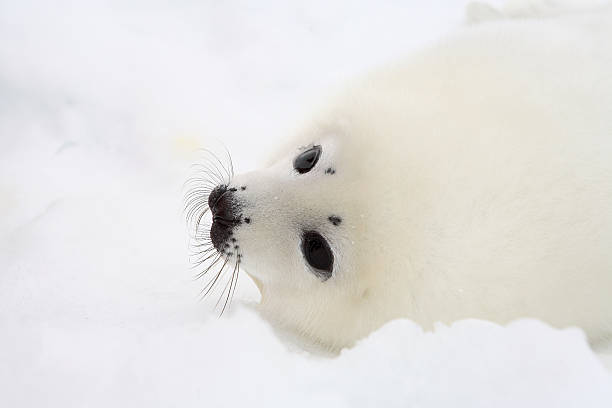 istock Baby harp seal pup 145850561