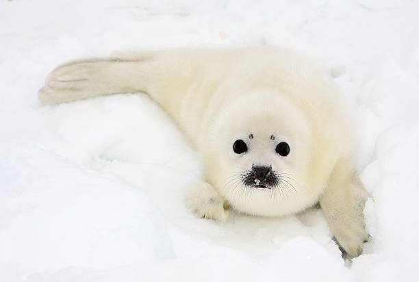 Baby harp seal pup on ice of the White Sea Baby harp seal pup on ice of the White Sea seal pup stock pictures, royalty-free photos & images