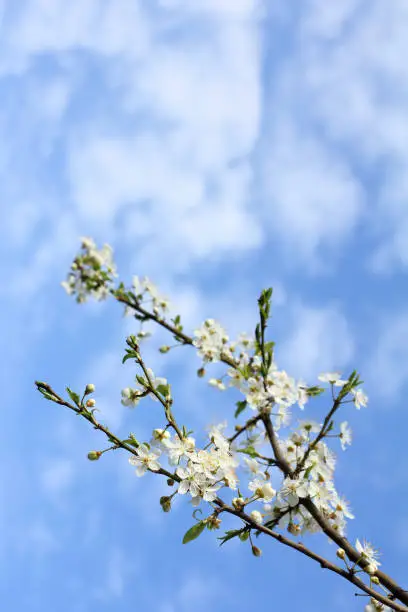 blossoming cherry tree branch against a blue sky with clouds