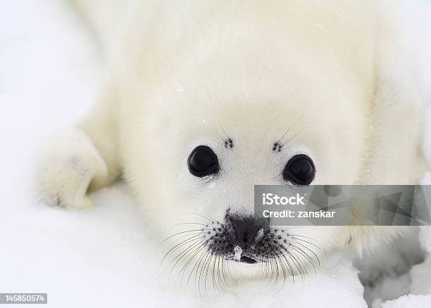 Closeup Of A White Baby Harp Seal Pup Stock Photo - Download Image Now - Seal Pup, Seal - Animal, Snow - iStock Closeup Of A White Baby Harp Seal Pup Stock Photo - Download Image Now - Seal Pup, Seal - Animal, Snow - iStock
