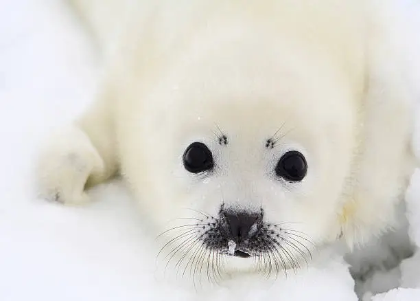 Photo of Close-up of a white baby harp seal pup