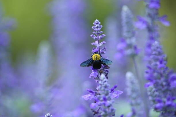 Bumble bee with flowers. Beautiful of flowers. Spring valley is violet flowers with bumble bee.