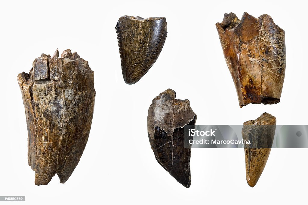 Tiranosaurio dientes - Foto de stock de Fósil libre de derechos