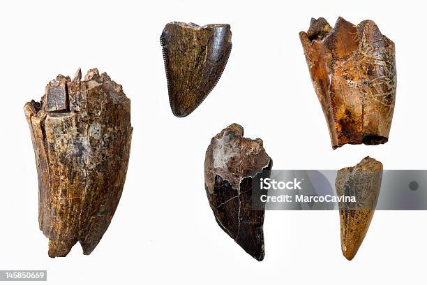 Photo libre de droit de Tyrannosaurus Rex Dents banque d'images et plus d'images libres de droit de Fossile - Fossile, Objet ou sujet détouré, Archéologie