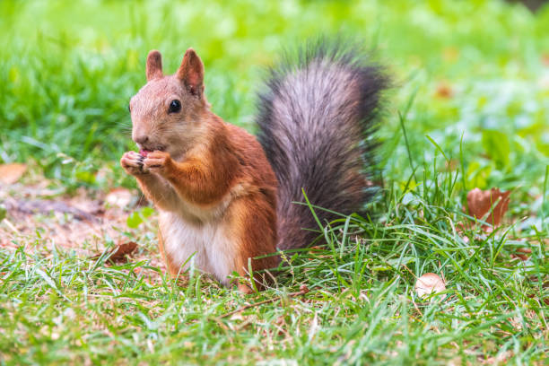 istock Autumn squirrel with nut sits on green grass with fallen yellow leaves 1458508078