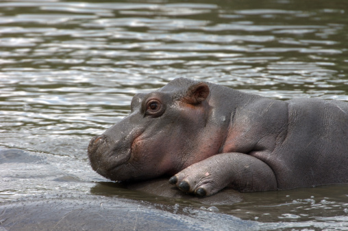 Baby Hippo Pictures | Download Free Images on Unsplash