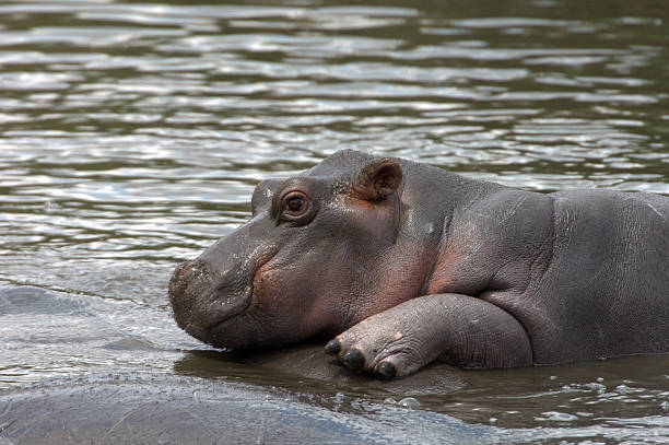 filhote de hipopótamo - transvaal - fotografias e filmes do acervo
