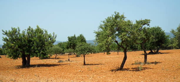 istock Olive trees and mountains Mallorca Spain 1458509853