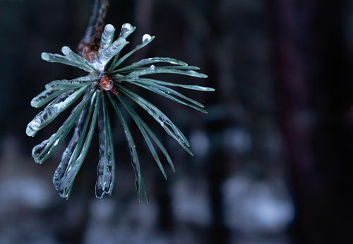 Exotic ice covered pine leaves