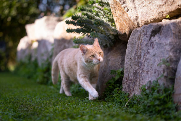 cat on the prowl. ginger cat walking along natural rock mural outdoors looking focused on a sunny day
