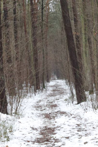 istock Winter, snow, woodland 1458511072