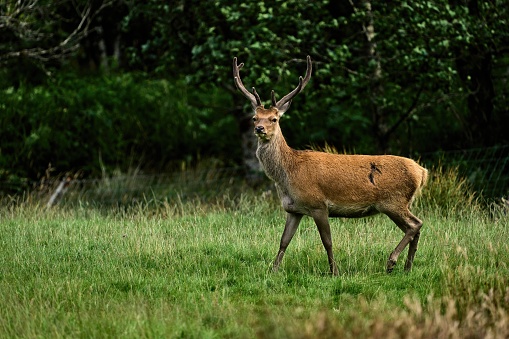 Scotland, Wildlife on the Isle of Mull, red deer, Cervus elaphus, stag, hart