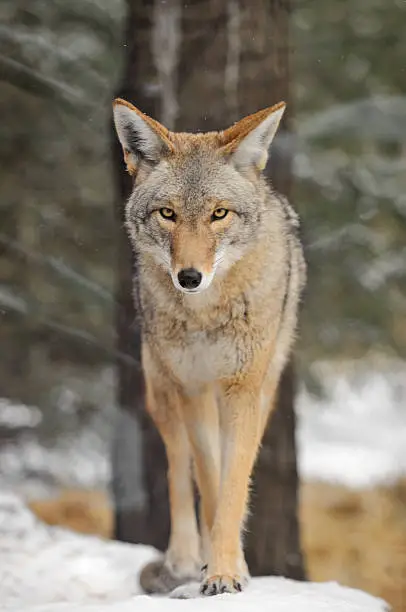 Coyote (Canis latrans) Walks in the Snow - captive animal