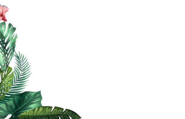 ilustrações de stock, clip art, desenhos animados e ícones de 3d rendering of leaves monstera on white background - cheese plant leaf tree park