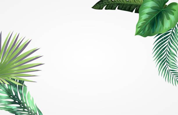 illustrazioni stock, clip art, cartoni animati e icone di tendenza di rendering 3d delle foglie di monstera su sfondo bianco - cheese plant leaf tree park