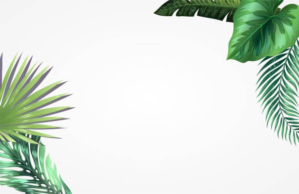 흰색 배경에 나뭇잎 몬스테라의 3d 렌더링 - cheese plant leaf tree park stock illustrations