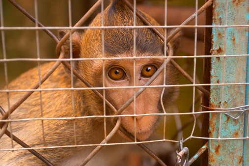 Caged Monkey