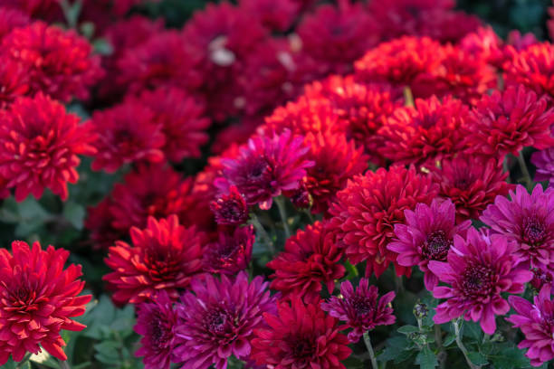 istock Fresh bright red chrysanthemums bushes in autumn garden 1458514035