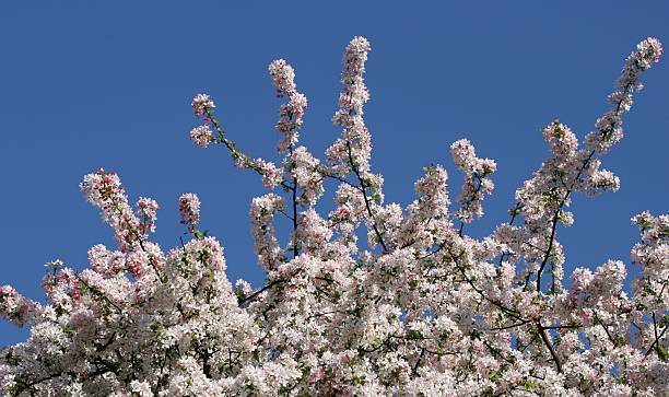 Spring Blüten gegen blauen Himmel – Foto