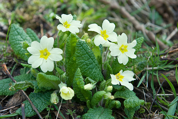 Primroses on the woodland floor A small bunch of primroses in their natural habitat on the woodland floor. primula stock pictures, royalty-free photos & images