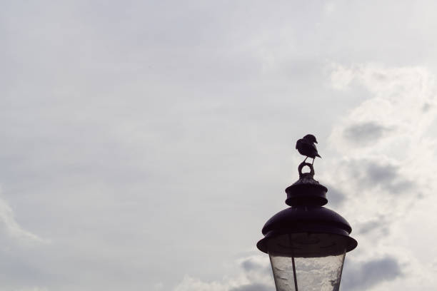 Low angle view of bird standing on street light against sky