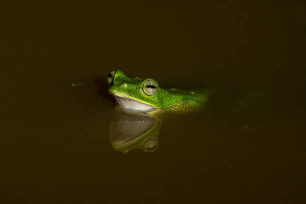 istock Wallace's Flying Frog emerges from the water 1458515311