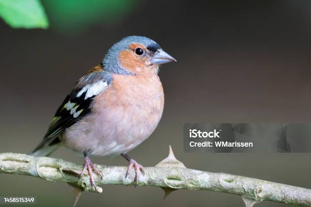 Chaffinch On Branch The Netherlands Stock Photo - Download Image Now