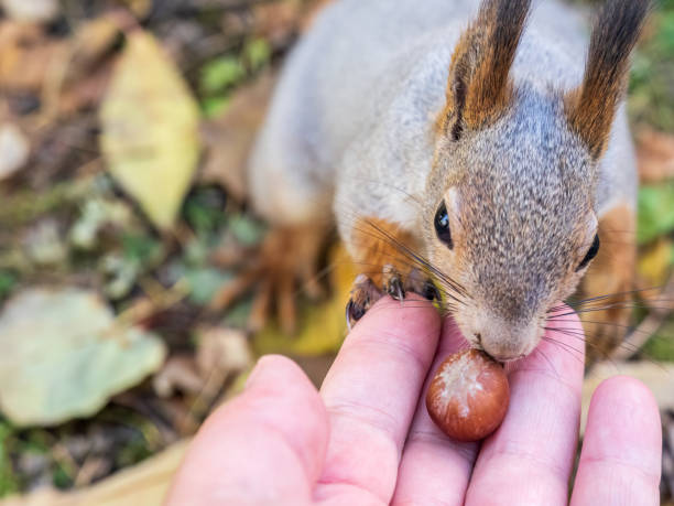 istock A squirrel in the autumn eats nuts from a human hand. Eurasian red squirrel, Sciurus vulgaris 1458515436