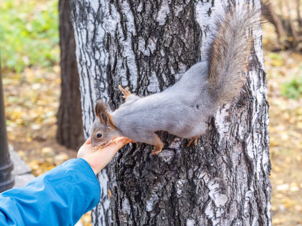 istock The boy feeds a squirrel with nuts from a hand in the wood 1458515440