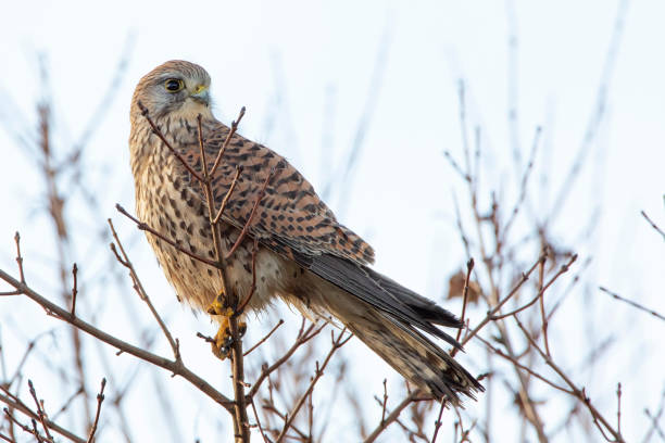 Common Kestrel (Falco tinnunculus) female on branch, the Netherlands Common Kestrel (Falco tinnunculus) female on branch, the Netherlands falco tinnunculus stock pictures, royalty-free photos & images
