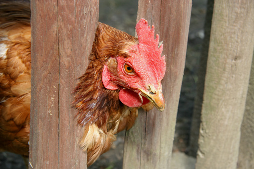 ein Huhn schaut durch den Gartenzaun