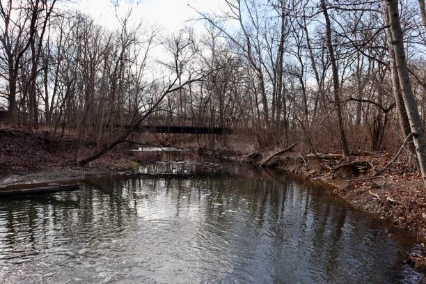 istock Peaceful Brook in the Woods 1458516787