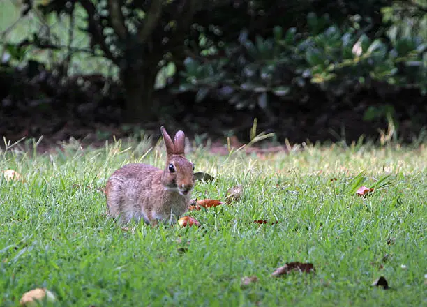 Wild rabbit feeding in backyard