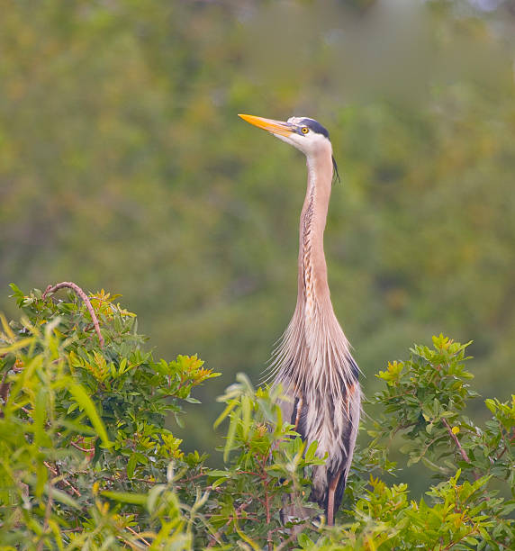 czapla modra w drzewo ii - zoo audubon zdjęcia i obrazy z banku zdjęć