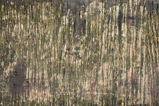 Damaged and weathered plywood, abstract grunge texture